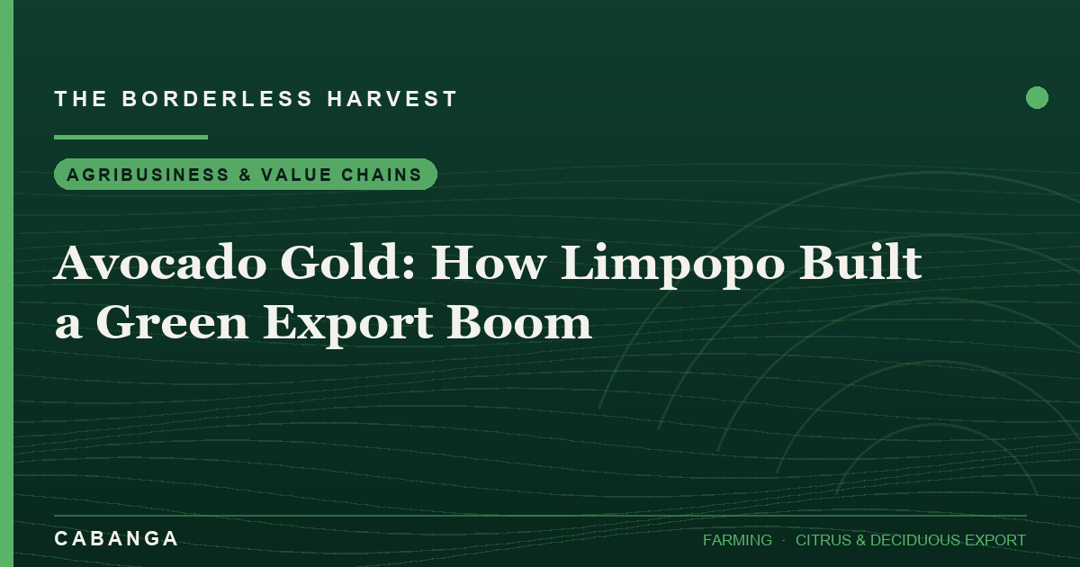 avocado-gold-how-limpopo-built-a-green-export-boom