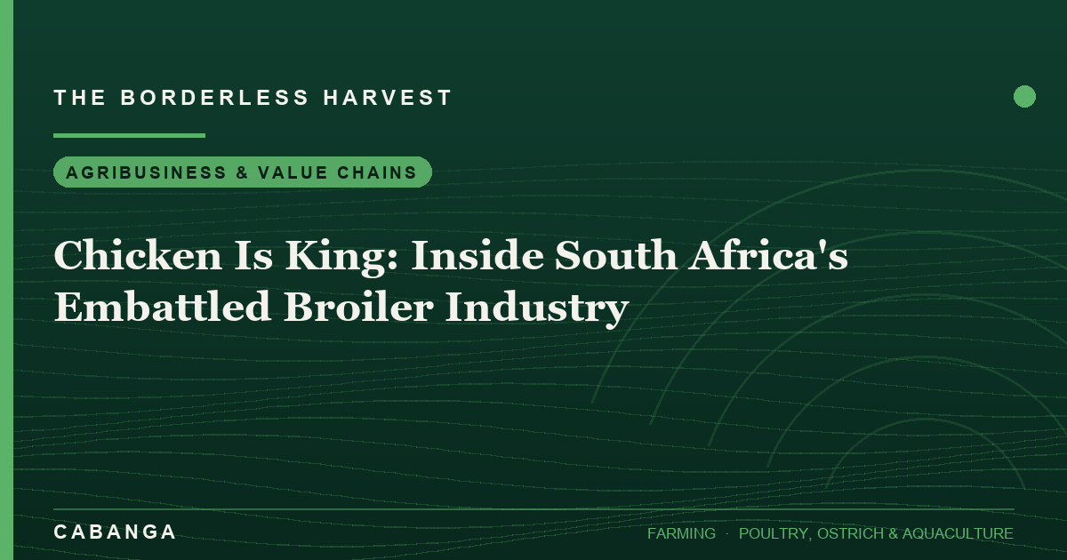 chicken-is-king-inside-south-africa-s-embattled-broiler-industry