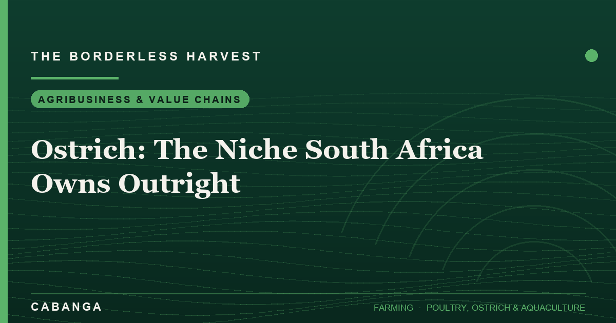 ostrich-the-niche-south-africa-owns-outright