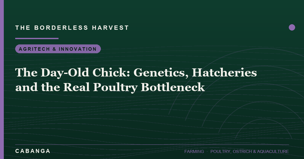 the-day-old-chick-genetics-hatcheries-and-the-real-poultry-bottleneck