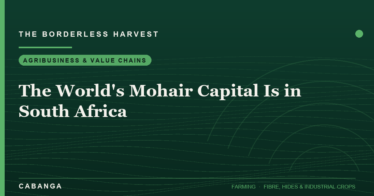 the-world-s-mohair-capital-is-in-south-africa