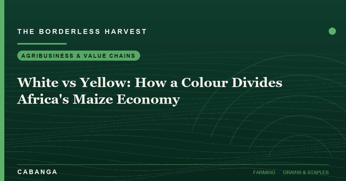white-vs-yellow-how-a-colour-divides-africa-s-maize-economy